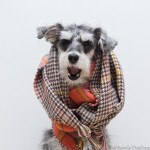 RemixTheDog - Happiness Boutique Scarf Review