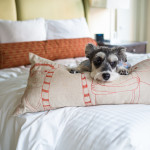 RemixTheDog - Affinia Hotel Shelburne NYC Pet Friendly Hotel Review